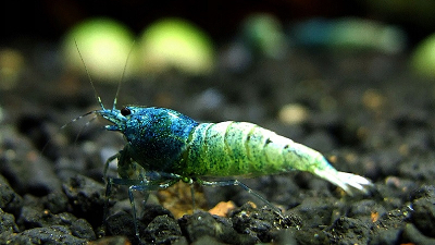 Taiwan Bee "Blue Bolt" shrimp